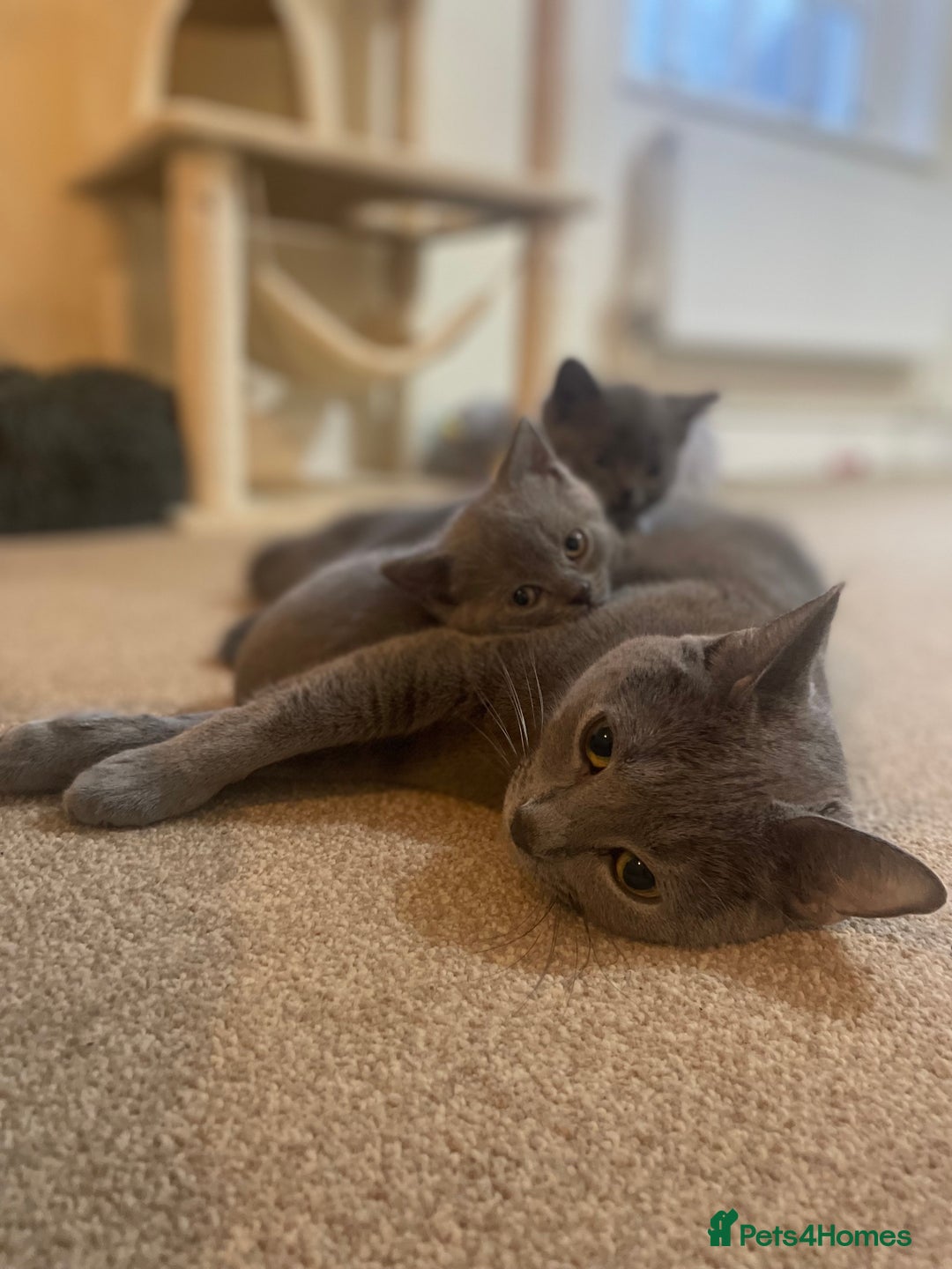 Russian Blue cats for sale: Gorgeous Russian blue/British Shorthair kittens - Advert 24