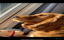 Cocker Spaniel dogs for sale: Meet Daisy – looking for her forever home❤️ - Advert 16