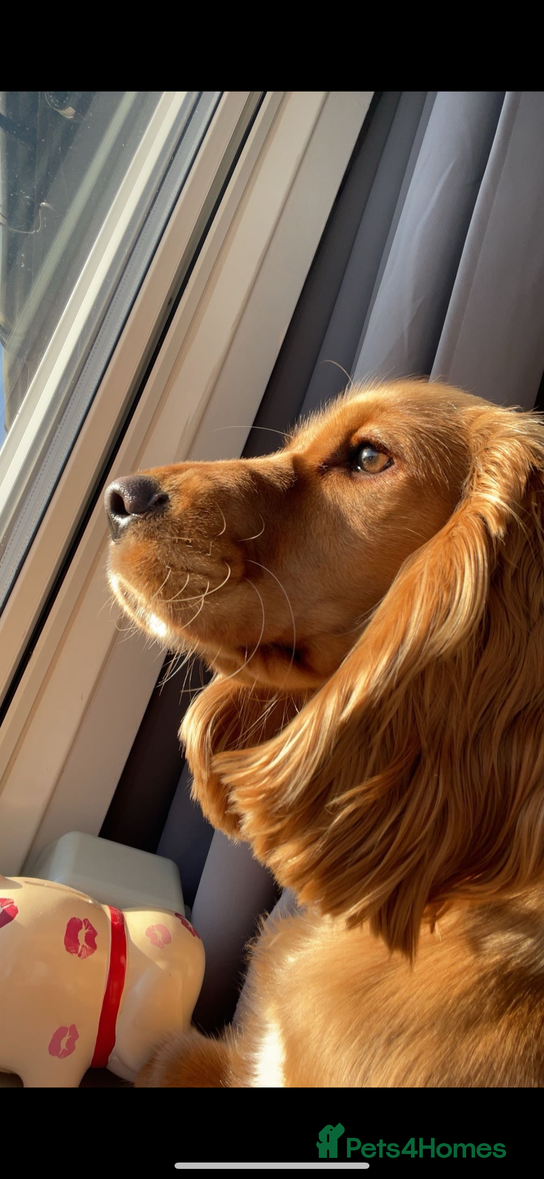 Cocker Spaniel dogs for sale: Meet Daisy – looking for her forever home❤️ - Advert 16