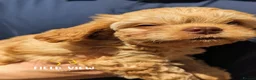 Cavapoo dogs for sale: F1 Cavapoo pups, extensively health tested parents - Advert 8