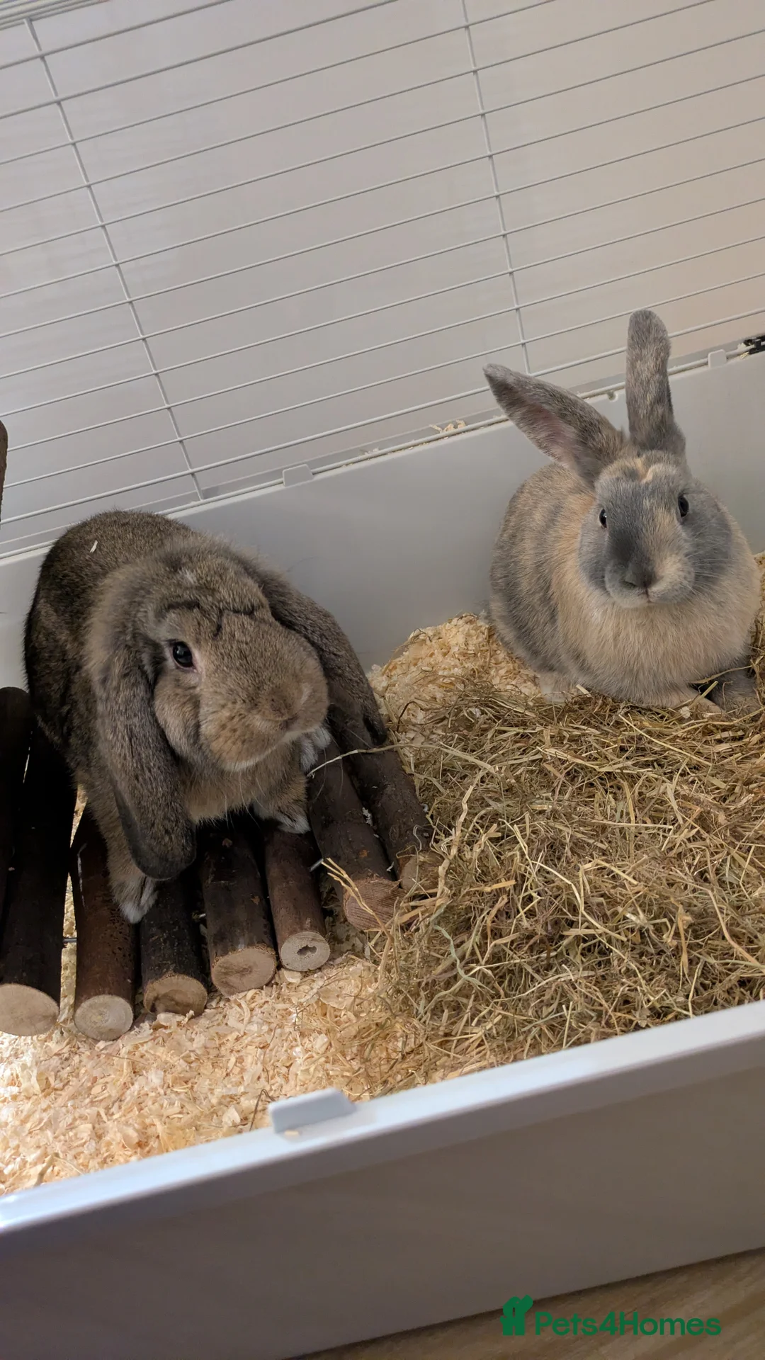 Mixed Breed rabbits for sale: 2x rabbits for sale. Lived together since birth - Advert 1