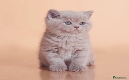 British Shorthair cats for sale: Cute pedigree lilac British shorthair kittens - Image 5