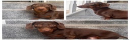 Miniature Dachshund dogs for stud: Chocolate & Tan Miniature Dachshund  - Advert 3
