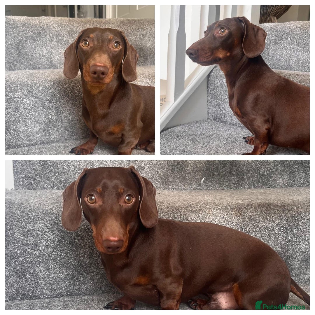 Miniature Dachshund dogs for stud: Chocolate & Tan Miniature Dachshund  - Advert 3