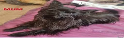 Yorkshire Terrier dogs for sale: Miniature Yorkshire Terrier  - Advert 13