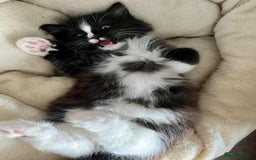 Mixed Breed cats for sale: Beautifull fluffy kittens  - Image 17