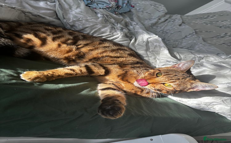Bengal cats - Advert 9