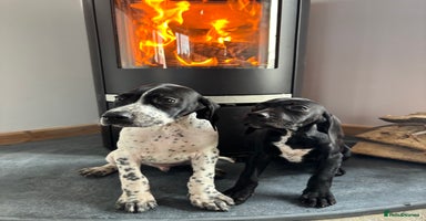 Pointer dogs - Advert 6