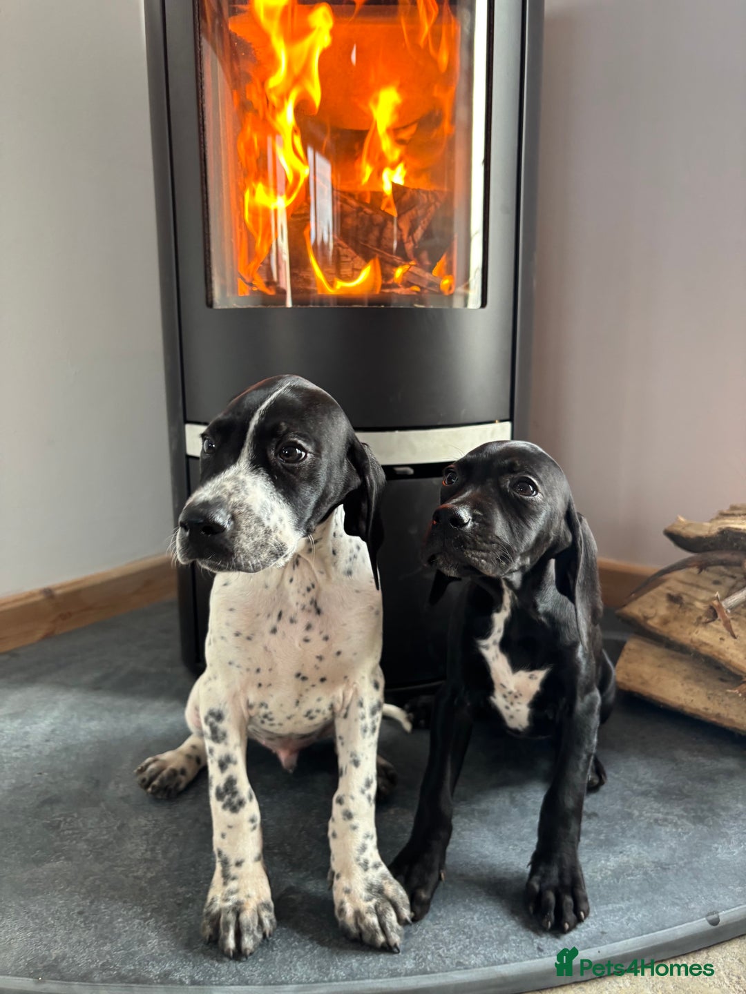 Pointer dogs for sale: Beautiful Pointer Puppies  - Image 3