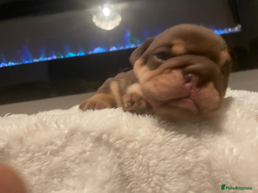 English Bulldog dogs for sale: TOP CLASS  English Bull Dog puppies  - Advert 27