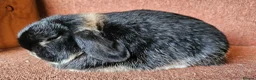 Mini Lop rabbits for sale: Older Pure Mini lop Buck . Vaccinated  - Advert 5