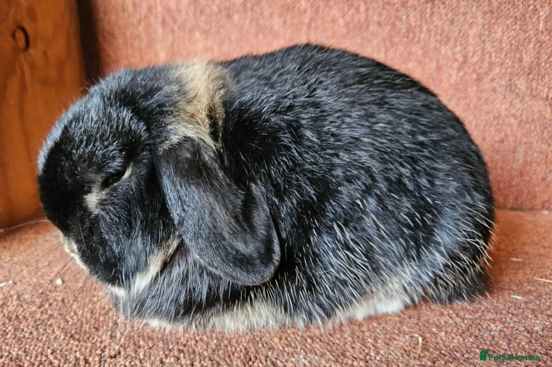 Mini Lop rabbits for sale: Older Pure Mini lop Buck . Vaccinated  - Advert 5
