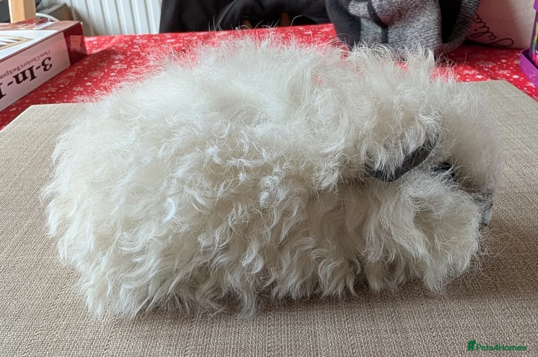 Guinea Pig rodents for sale: Gorgeous brothers looking for their forever home  - Advert 5