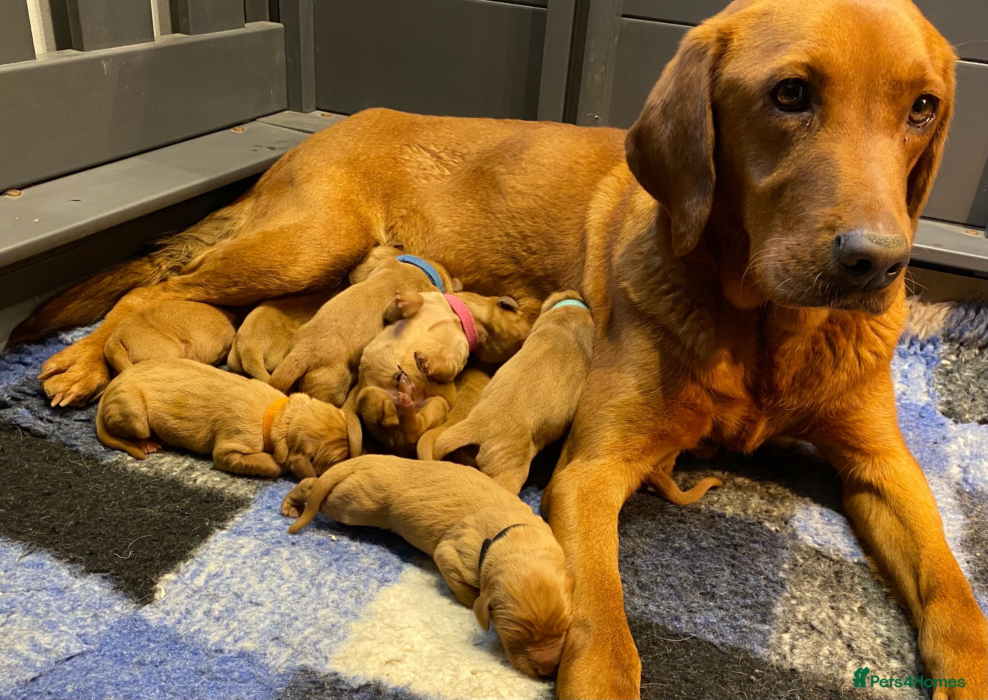 Labrador Retriever dogs QUALITY LITTER OF DARK FOX RED LABRADOR PUPPIES - Advert 14