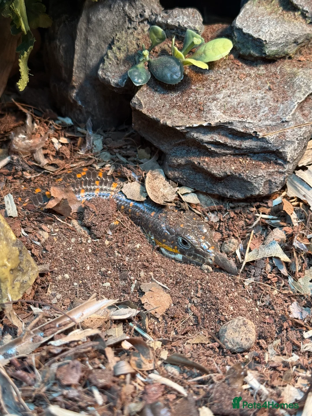 Skink reptiles for sale: Schneider skink and full set up for sale  - Advert 2