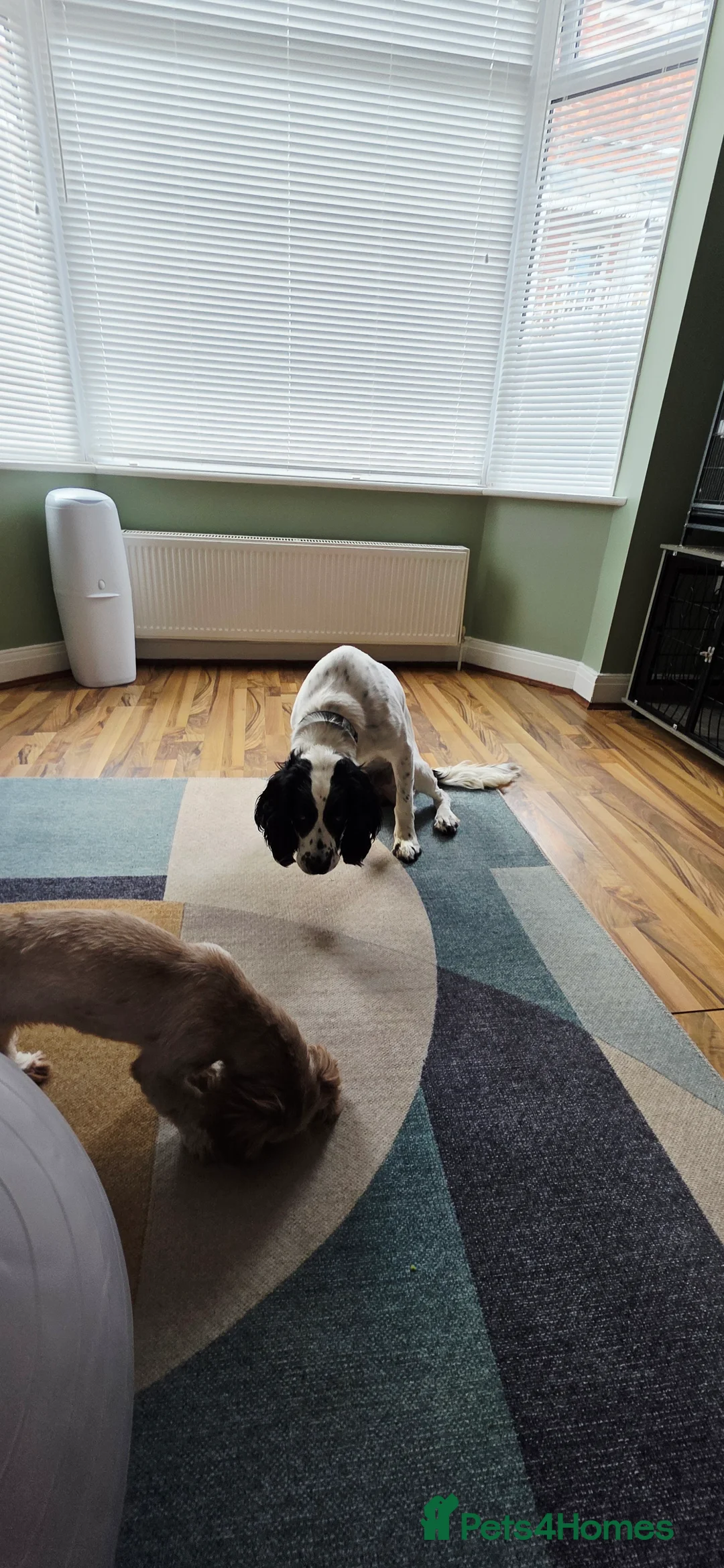 English Springer Spaniel dogs for sale: MEET ARLO (English Springer) 2 years old - Advert 2