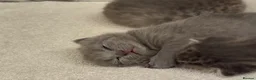 Scottish Fold cats for sale: 💙 Beautiful Blue Scottish Fold Girl - Advert 24