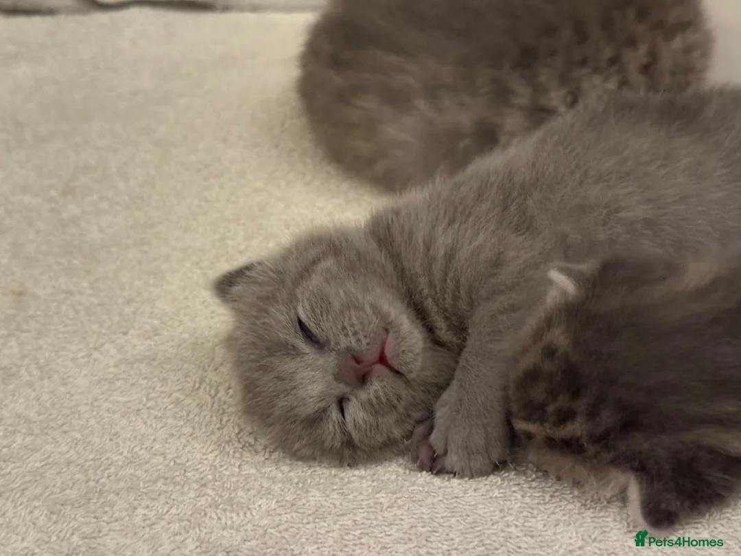 Scottish Fold cats for sale: 💙 Beautiful Blue Scottish Fold Girl - Advert 24