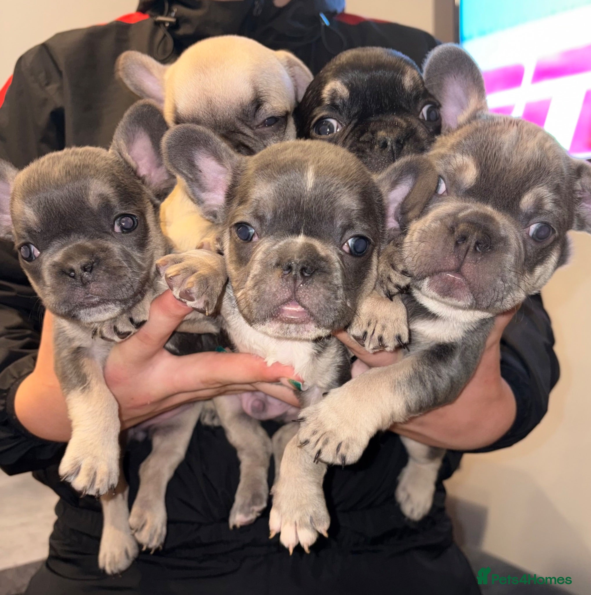 French Bulldog dogs KC REGISTERED FRENCH BULLDOG PUPPIES  - Advert 3