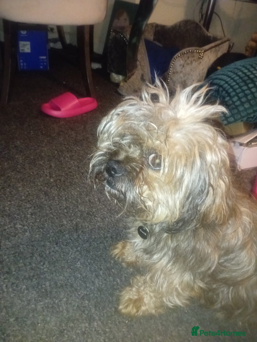 Mixed Breed dogs for sale: Shih Tzu Cross - Image 5