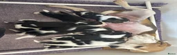 Beagle dogs for sale: Beautiful beagle puppies for sale  - Advert 1