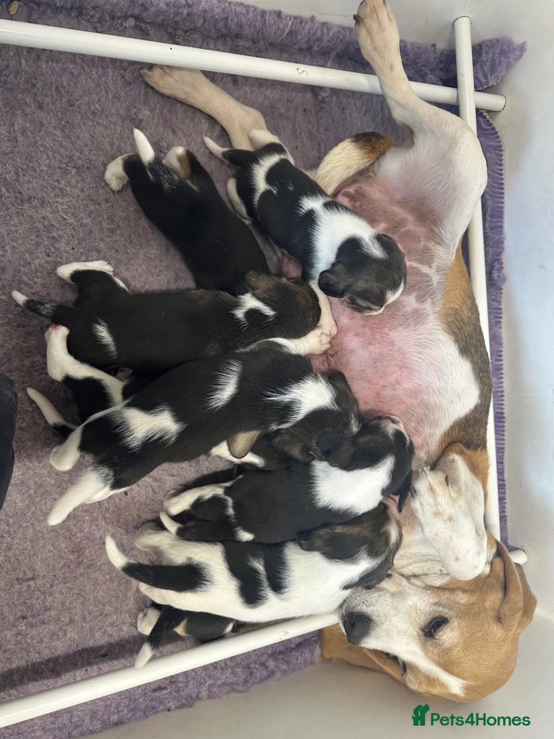 Beagle dogs for sale: Beautiful beagle puppies for sale  - Advert 1