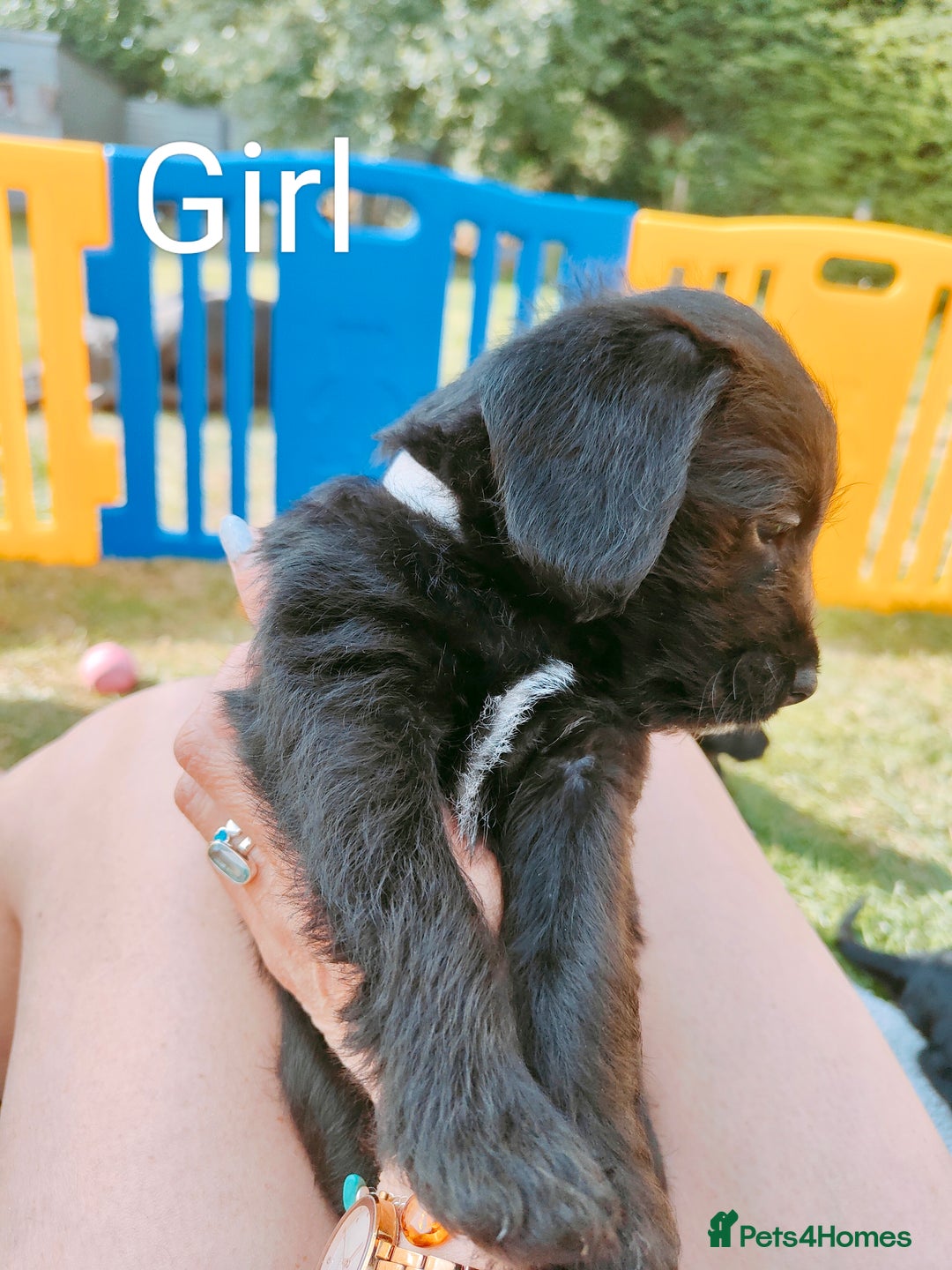 Mixed Breed dogs for sale: Cockapoo/Parsons Russell Pups - Image 10