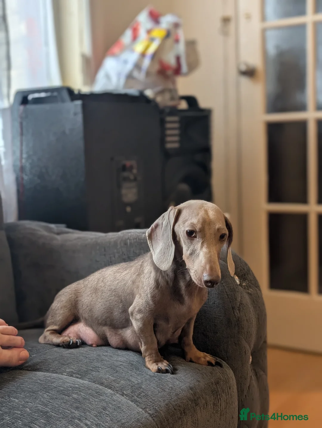 Dachshund dogs for sale: 5 puppy loking for new home - Advert 11