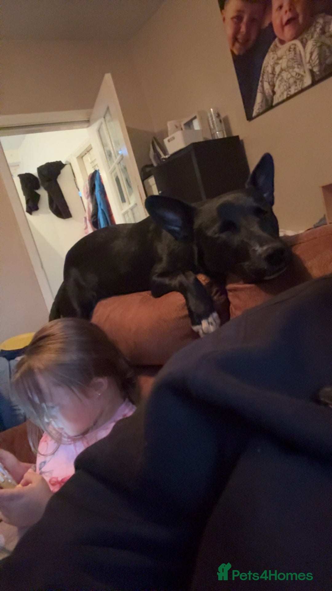 Mixed Breed dogs for sale: Luna  - Advert 2