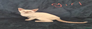 Siamese Kitten 3