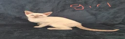 Siamese cats for sale: The Best Traditional Siamese Kittens - Advert 4