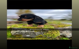 Miniature Dachshund dogs for sale: Stunning Miniature Dachshund Puppies - Image 3