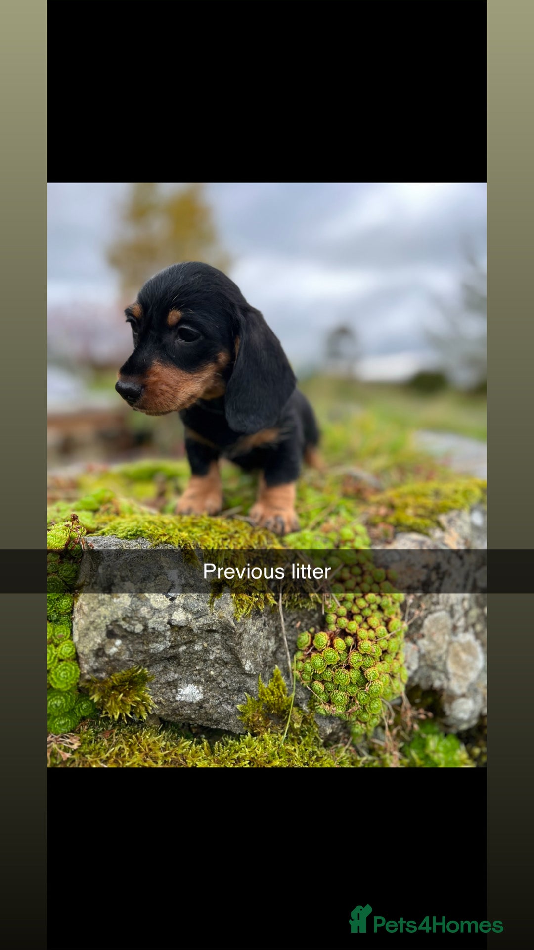 Miniature Dachshund dogs for sale: Stunning Miniature Dachshund Puppies - Image 3