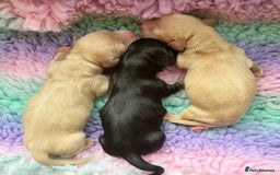 Miniature Dachshund dogs for stud: Black&Cream Miniature LongCoat (CarriesChoc) 3.9kg in Dalry - Image 4