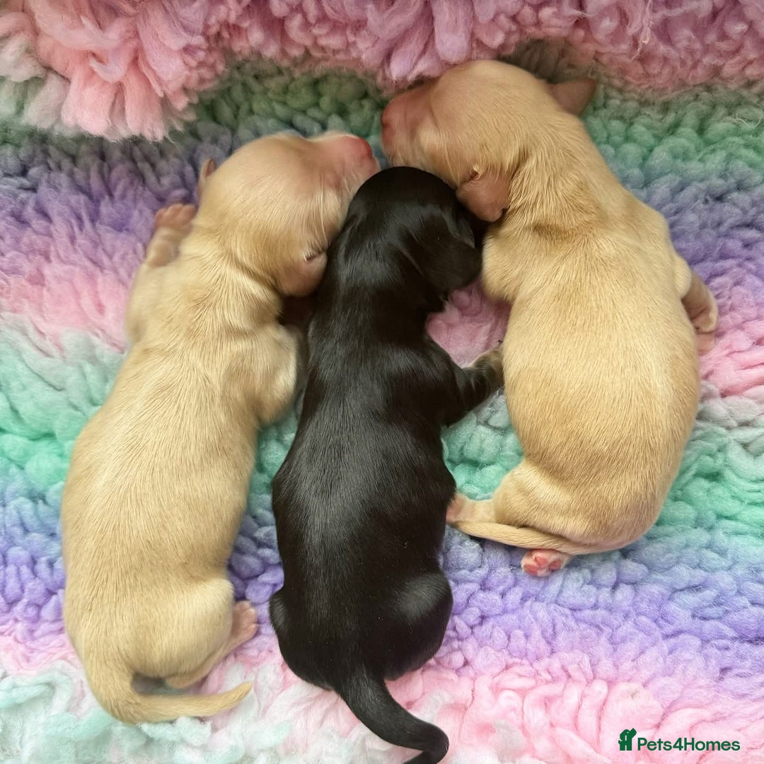 Miniature Dachshund dogs for stud: Black&Cream Miniature LongCoat (CarriesChoc) 3.9kg in Dalry - Image 4