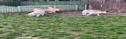 Siberian Husky dogs for sale: Kc Siberian Husky Girls  - Advert 7