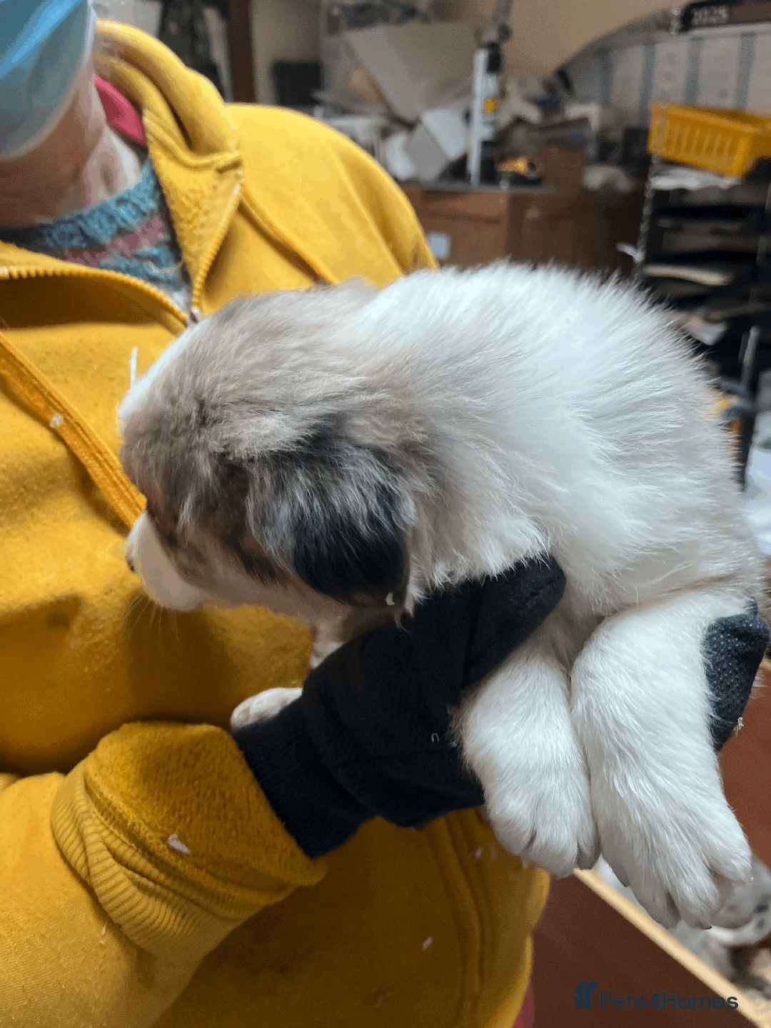 Border Collie dogs for sale: Border Collie (Long haired Blue merle) - Advert 13