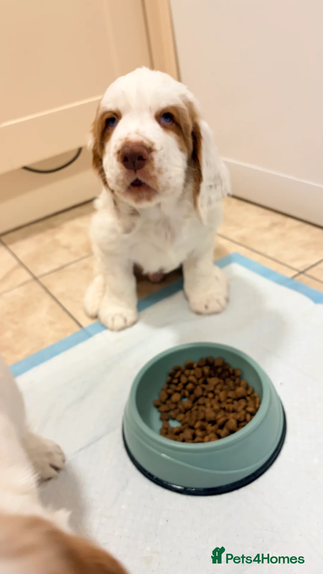 Clumber Spaniel dogs for sale: Clumber Spaniel dog puppy  - Advert 11