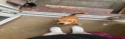 Mixed Breed dogs for sale: Koda, Chihuahua x pom x jack russell  - Advert 3
