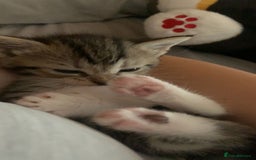 Mixed Breed cats for sale: Half Siberian Kittens ready now - Image 6