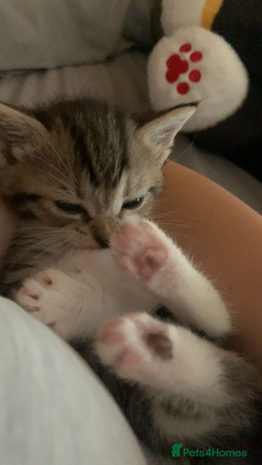 Mixed Breed cats for sale: Half Siberian Kittens ready now - Image 6