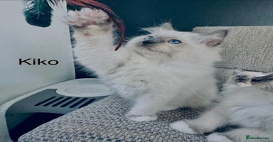 Ragdoll cats - Advert 4
