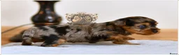 Yorkshire Terrier dogs for sale: BLUEBERRY MERLE AND BLACK & TAN BOYS DNA TESTED - Advert 8