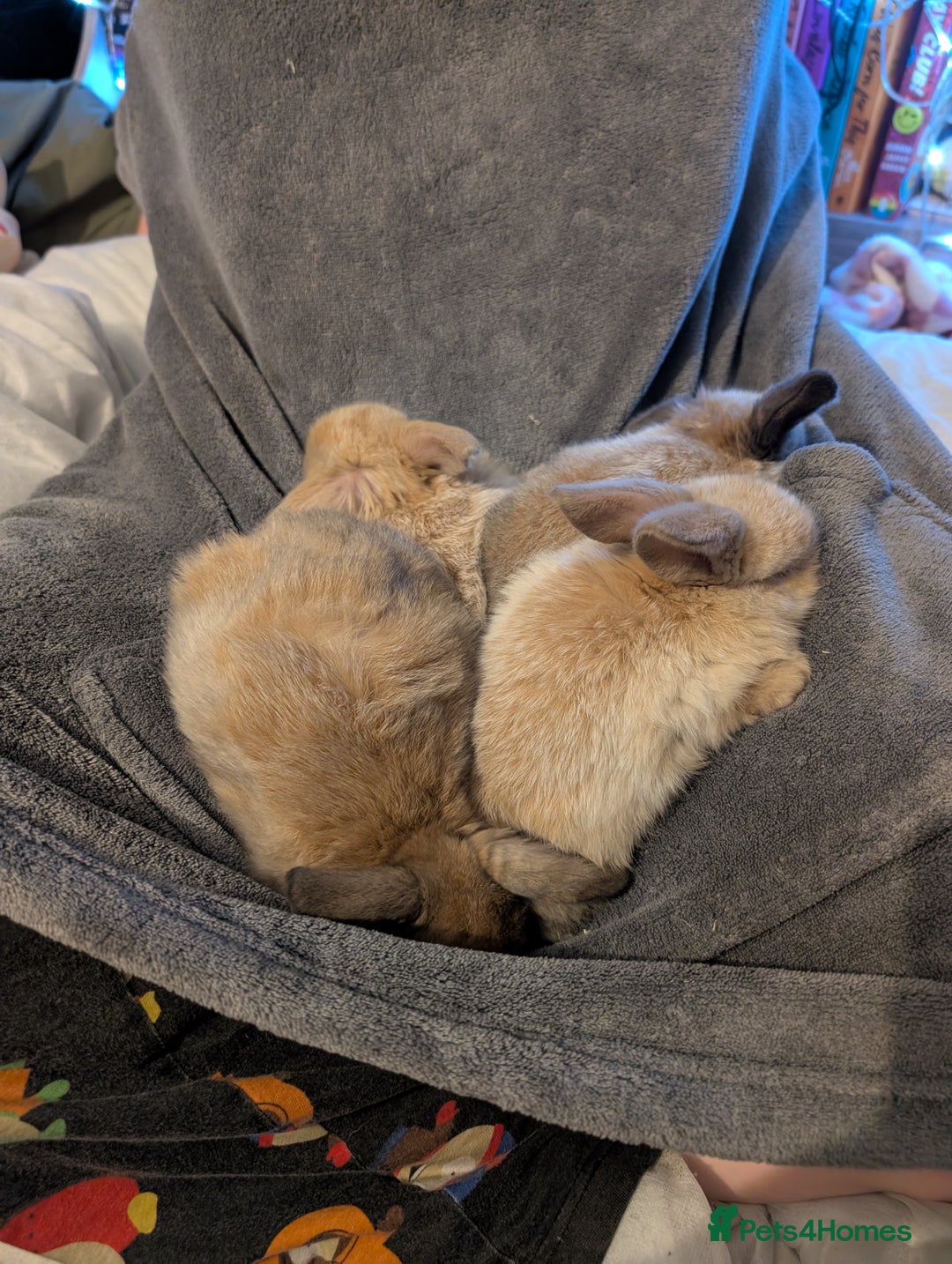 Mini Lop rabbits for sale: Five female Mini lops for sale - Advert 12