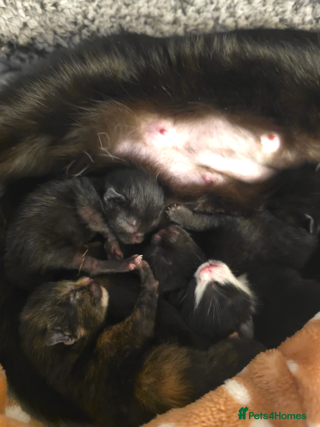 Ragdoll cats for sale: Ragdoll Kittens New litter in Pevensey - Advert 2