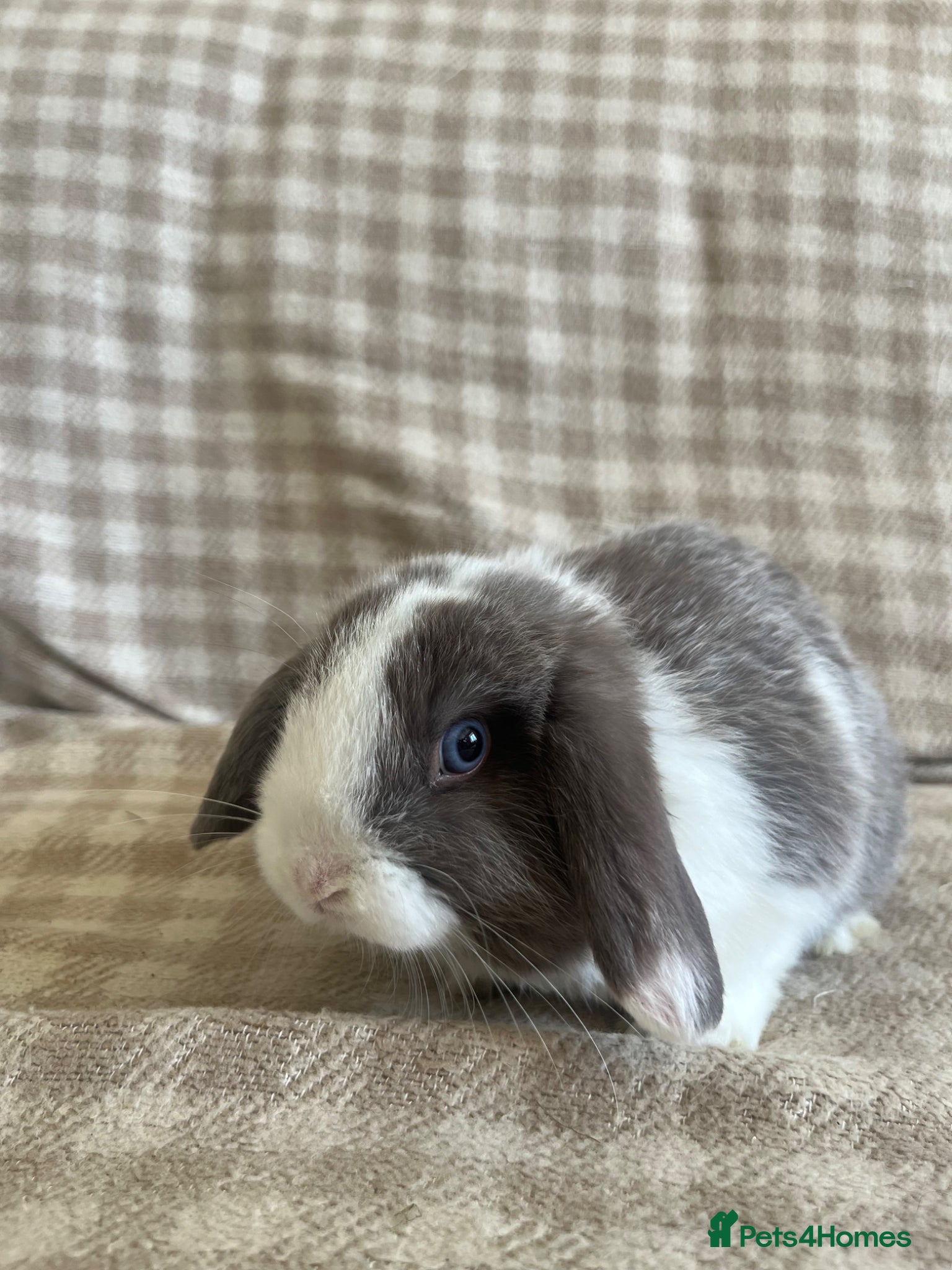 Mini Lop rabbits Gorgeous mini lops stunning colours  - Advert 23