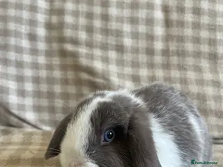 Mini Lop rabbits Gorgeous mini lops stunning colours - Advert 23
