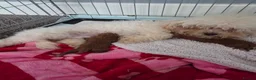 Maltipoo dogs for sale: Adorable Male and Female Maltipoo Puppies  - Advert 1