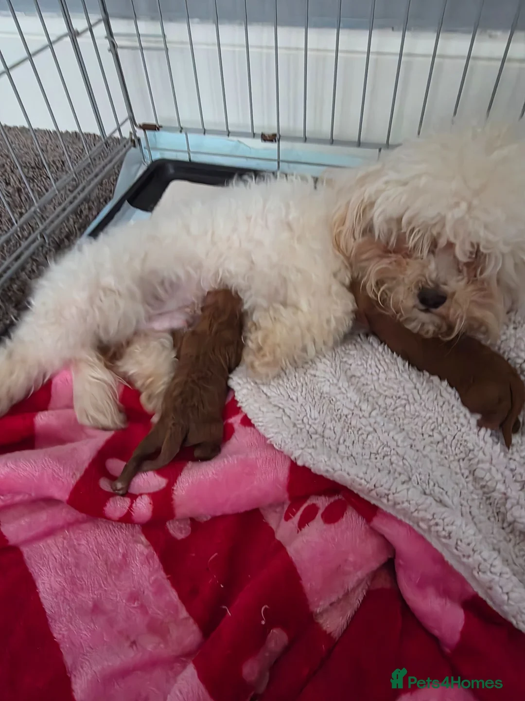 Maltipoo dogs for sale: Adorable Male and Female Maltipoo Puppies  - Advert 1