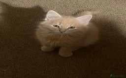 Mixed Breed cats for sale: 2 male kittens for sale - Image 4
